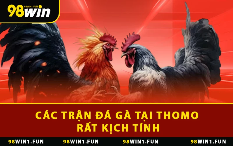 Các trận đá gà tại Thomo rất kịch tính